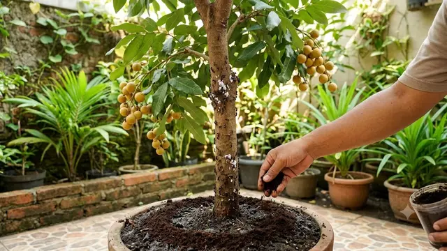 Mengusir Semut dari Tanaman Buah