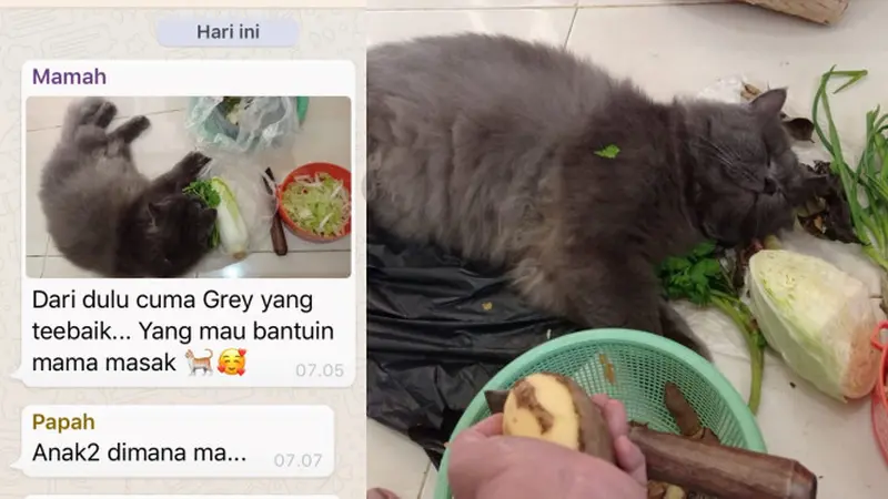 Potret Kucing 'Bantuin Masak' Di Dapur, Aksinya Bikin Gemas