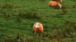 Kawanan domba milik Pip Simpson memakan rumput di lereng bukit di Troutbeck, Inggris bagian utara, Kamis (29/9). Sang pemilik mewarnai bulu dombanya dengan pewarna oranye tidak beracun untuk melindungi hewan ternaknya itu daripencuri.  (Oli Scarff/AFP)