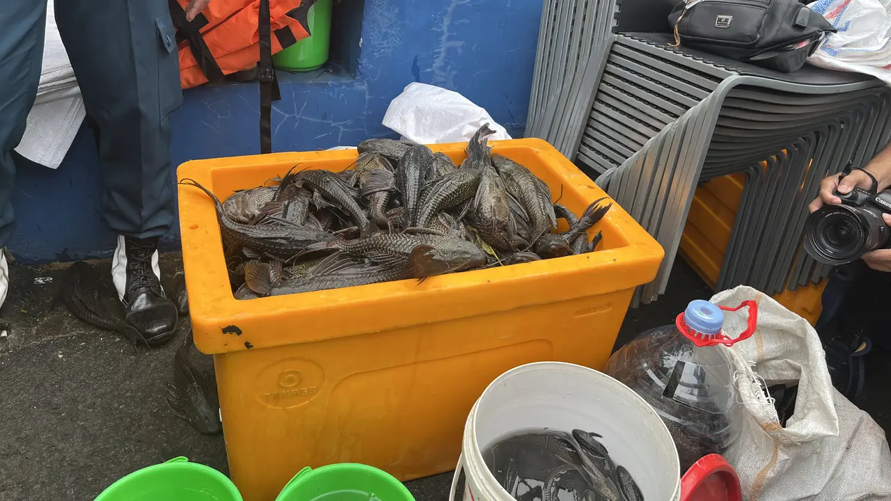 Pemerintah Provinsi (Pemprov) DKI Jakarta menggelar gerakan tangkap ikan sapu-sapu secara serentak di lima wilayah kota administrasi, Jumat (17/4/2026) (Liputan6.com/Winda Nelfira)