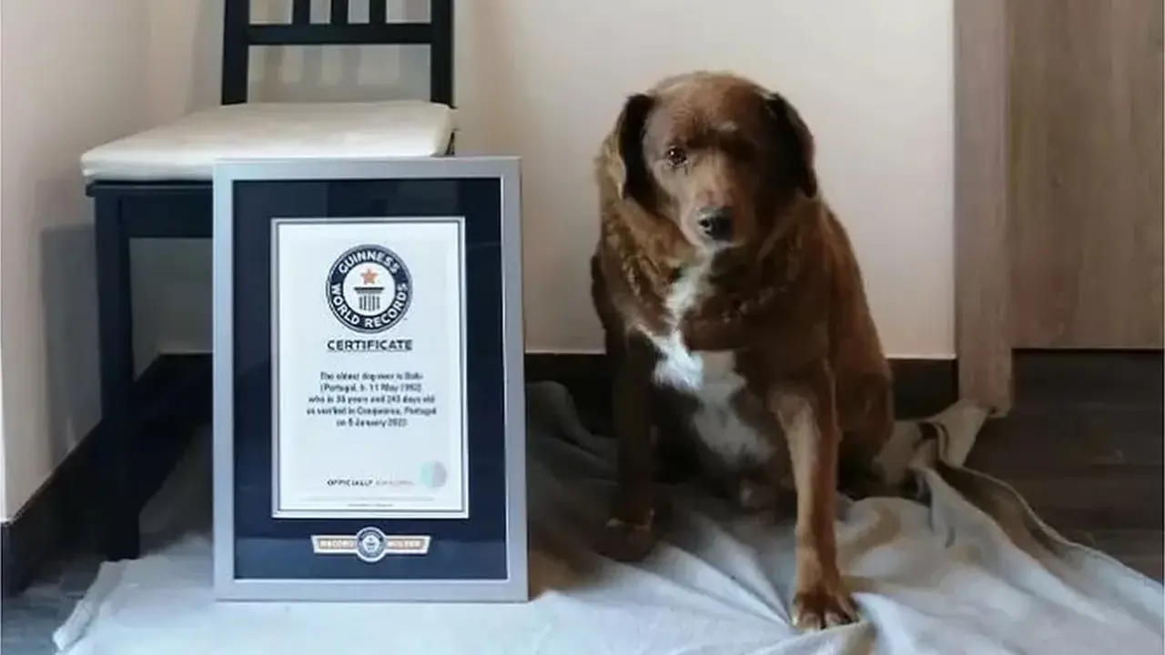Bobi si anjing tertua di dunia