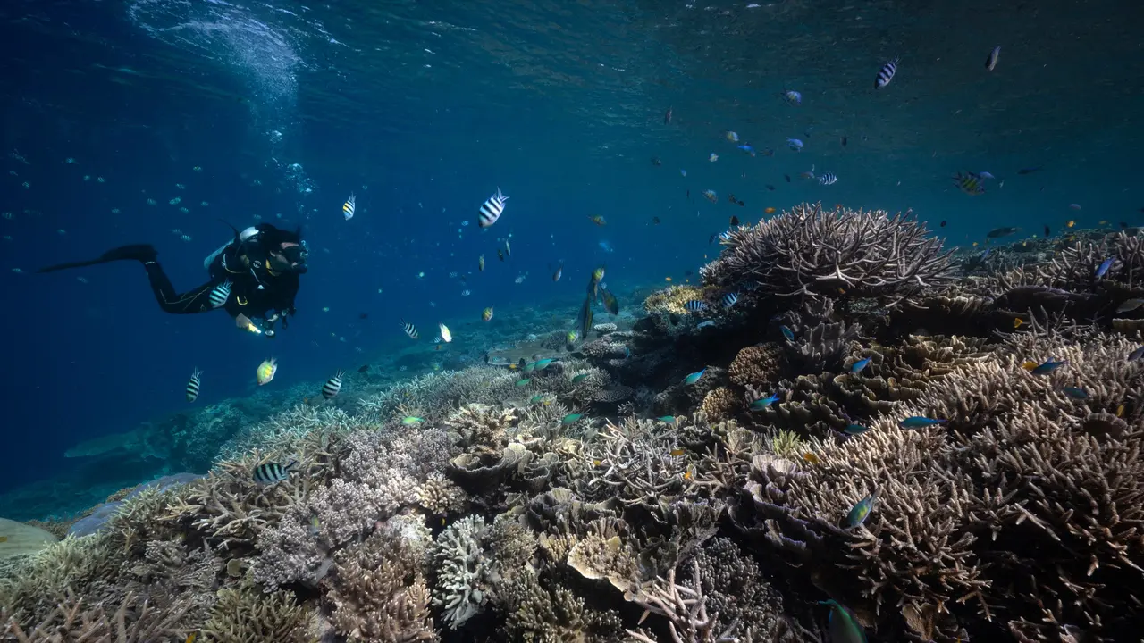 Keindahan Bawah Laut Raja Ampat