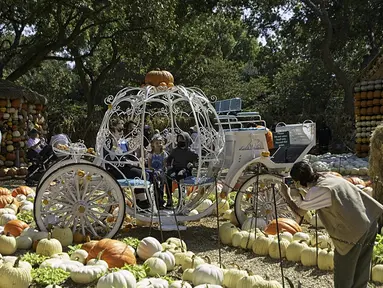 Orang-orang berfoto dalam kereta labu di Desa Labu Dallas Arboretum, Texas, Amerika Serikat, 4 Oktober 2020. Desa Labu di Dallas Arboretum yang mendapat pengakuan nasional menghadirkan rumah-rumah labu dan berbagai objek kreatif dari 90.000 lebih labu, kundur, dan squash. (Xinhua/Dan Tian)