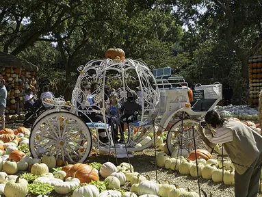 Orang-orang berfoto dalam kereta labu di Desa Labu Dallas Arboretum, Texas, Amerika Serikat, 4 Oktober 2020. Desa Labu di Dallas Arboretum yang mendapat pengakuan nasional menghadirkan rumah-rumah labu dan berbagai objek kreatif dari 90.000 lebih labu, kundur, dan squash. (Xinhua/Dan Tian)
