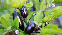 Cara Menanam Terong di Kebun Rumah agar Cepat Panen dan Berbuah Lebat