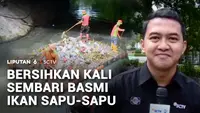 Sampah Dibersihkan, Ikan Sapu-Sapu Invasif Jadi Ancaman