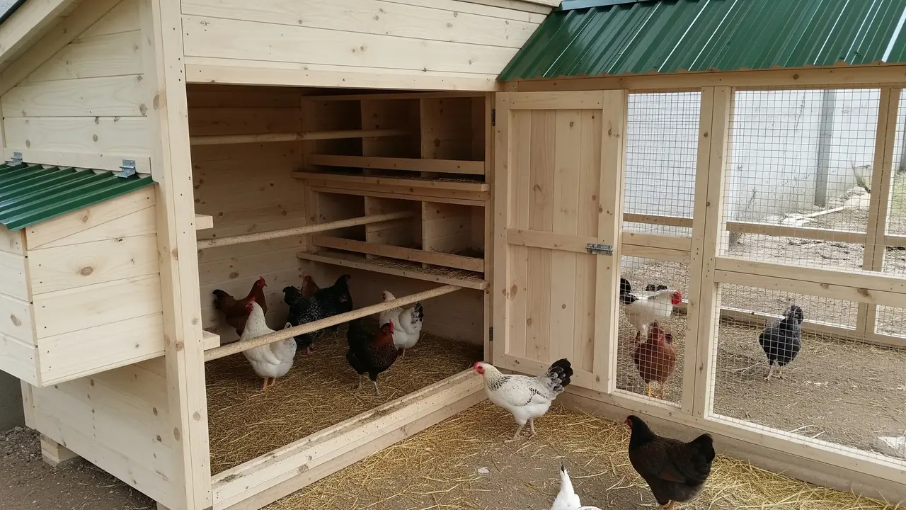 Desain Kandang Ayam Kampung yang Kecil Tapi Muat Banyak
