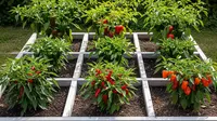 7 Ide Kebun Cabai di Lahan 1x1 Meter, Cara Kreatif Panen Optimal di Ruang Minimalis