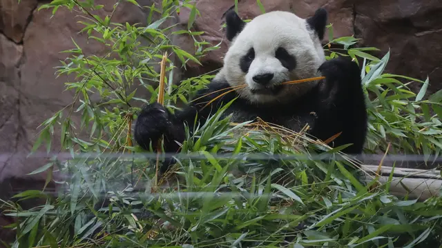 Panda Jadi-jadian Dipamerkan di Kebun Binatang China, Pengelola Tak Merasa Bersalah