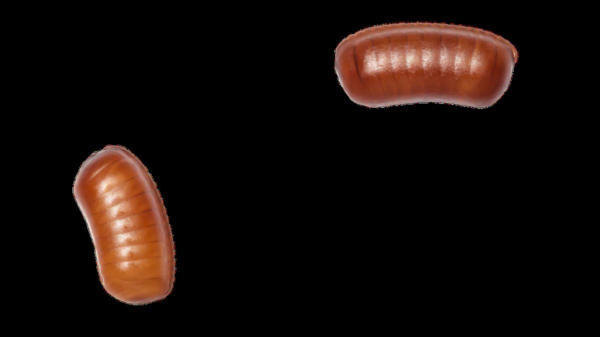 8 Cara Membasmi Telur Kecoak yang Tersembunyi di Dapur dan Lemari, Biar Tak Menetas Diam-Diam