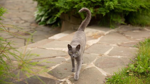 Ketahui Suasana Hati dan Emosi Kucing dari Gerakan Ekornya