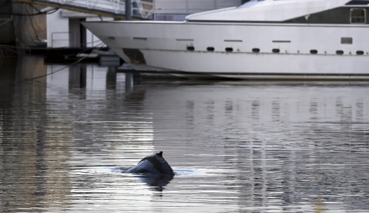 Seekor paus yang terdampar masuk ke Pelabuhan Puerto Madero, Buenos Aires, Argentina, Senin (3/8/2015). Peristiwa tersebut sempat menjadi perhatian warga yang berada di sekitar pelabuhan tersebut.(REUTERS/Marcos Brindicci)