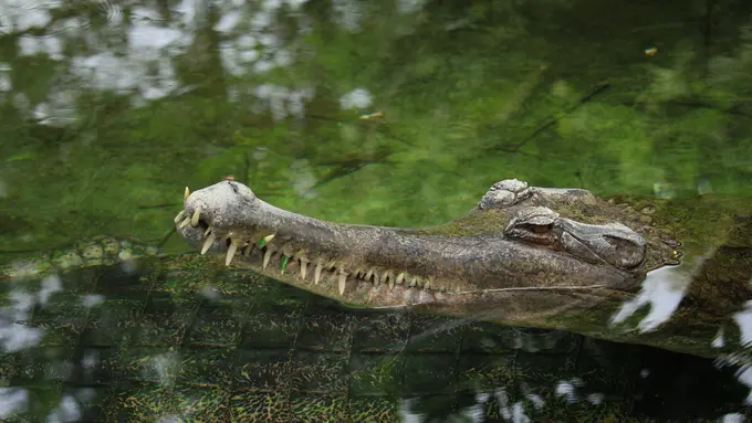 buaya