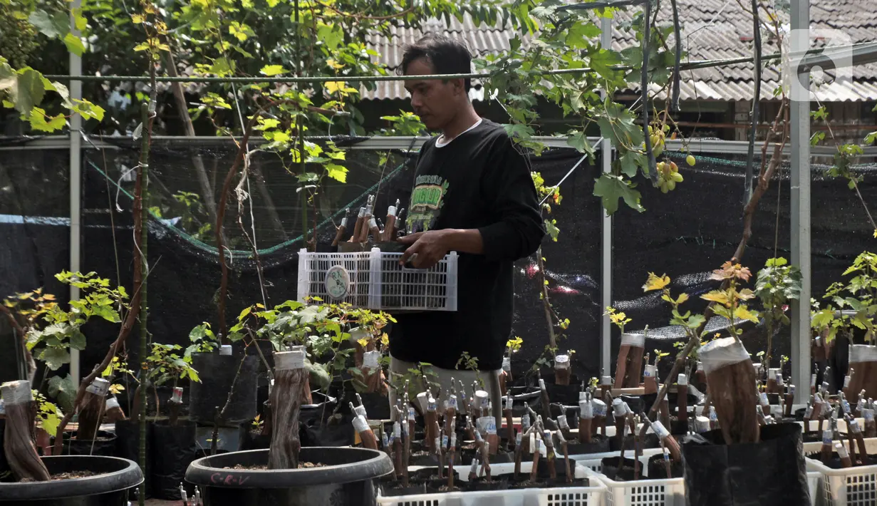 Petani yang tergabung dalam Komunitas Anggur Kebun Imut Sinakal memindahkan bibit anggur di Kebun Imut Sinakal, Malakasari, Duren Sawit, Jakarta, Kamis (25/2/2021). Petani memakai sistem grafting dengan pemanfaatan madu sebagai Zat Perangsang Tanaman pertumbuhan akar. (Liputan6.com/Herman Zakharia)
