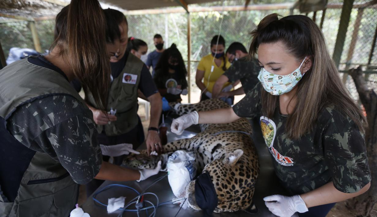 Para staf merawat seekor macan tutul yang terluka di sebuah pusat perlindungan satwa di Negara Bagian Goias, Brasil (27/9/2020). Kebakaran hutan di lahan basah Pantanal terus meluas hingga mengancam kehidupan satwa liar dan lingkungan sekitar. (Xinhua/Lucio Tavora)