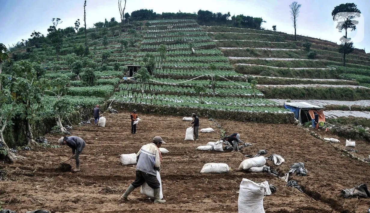 Sejumlah petani menyiapkan lahan untuk ditanami kentang di Desa Sembungan, Dieng, Jawa Tengah, 1 Juli 2021. Selain keindahan alam, dataran tinggi Dieng terkenal dengan komoditas kentang. (merdeka.com/Iqbal S. Nugroho)