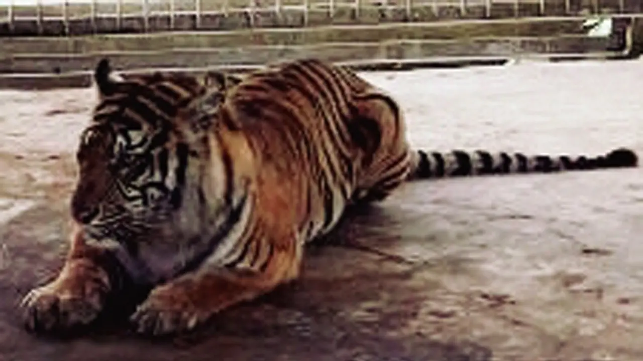 Harimau Bonita