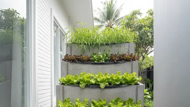 Desain Kebun Sayur di Meja Semen Cor Anti Roboh