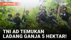 Penemuan Ladang Ganja Seluasa 5 Hektar di Papua