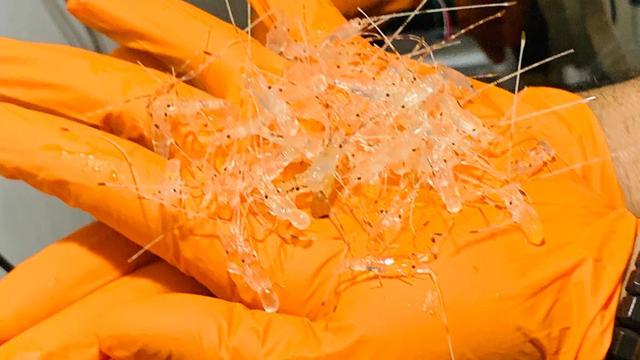 Kementerian Kelautan dan Perikanan (KKP) kembali menggagalkan upaya penyelundupan 30.911 benih bening lobster ke Singapura