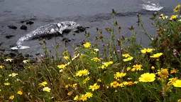 Bangkai paus abu-abu mati terdampar di pantai dekat Pacifica State Beach, Pacifica, California (14/5/2019). Paus itu ditemukan dalam keadaan mengenaskan dengan kulit yang terkelupas. (AFP Photo/Justin Sullivan)