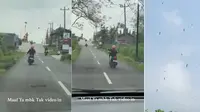 Viral Serangan Ulat Jati di Gunungkidul, Fakta Unik dan Kandungan Gizi yang Tak Disangka