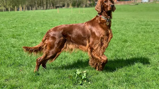 Irish Setter