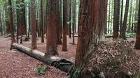 Pohon ini jatuh dan pohon lainnya tumbuh di atas batang pohon yang sudah di tebang sebelumnya