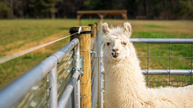 Llama