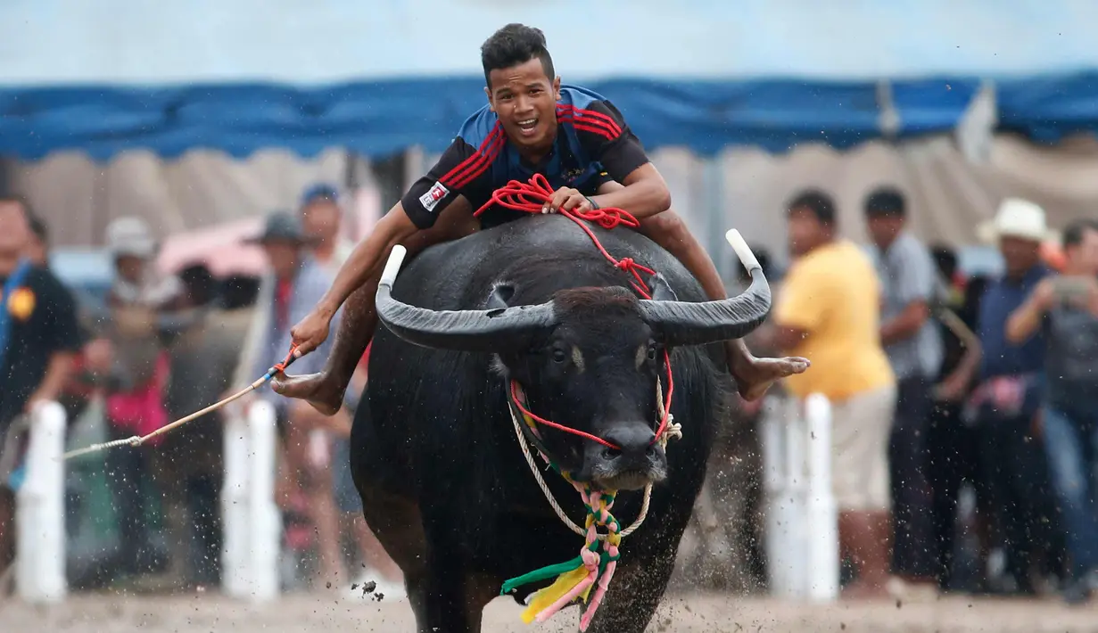 Seorang joki berusaha mengendalikan kerbaunya saat bersaing pada festival lomba balap kerbau di Chonburi, Bangkok, Thailand  (16/7). Festival tahunan di Thailand ini merupakan tradisi untuk menyambut datangnya musim panen padi. (AP Photo/Sakchai Lalit)