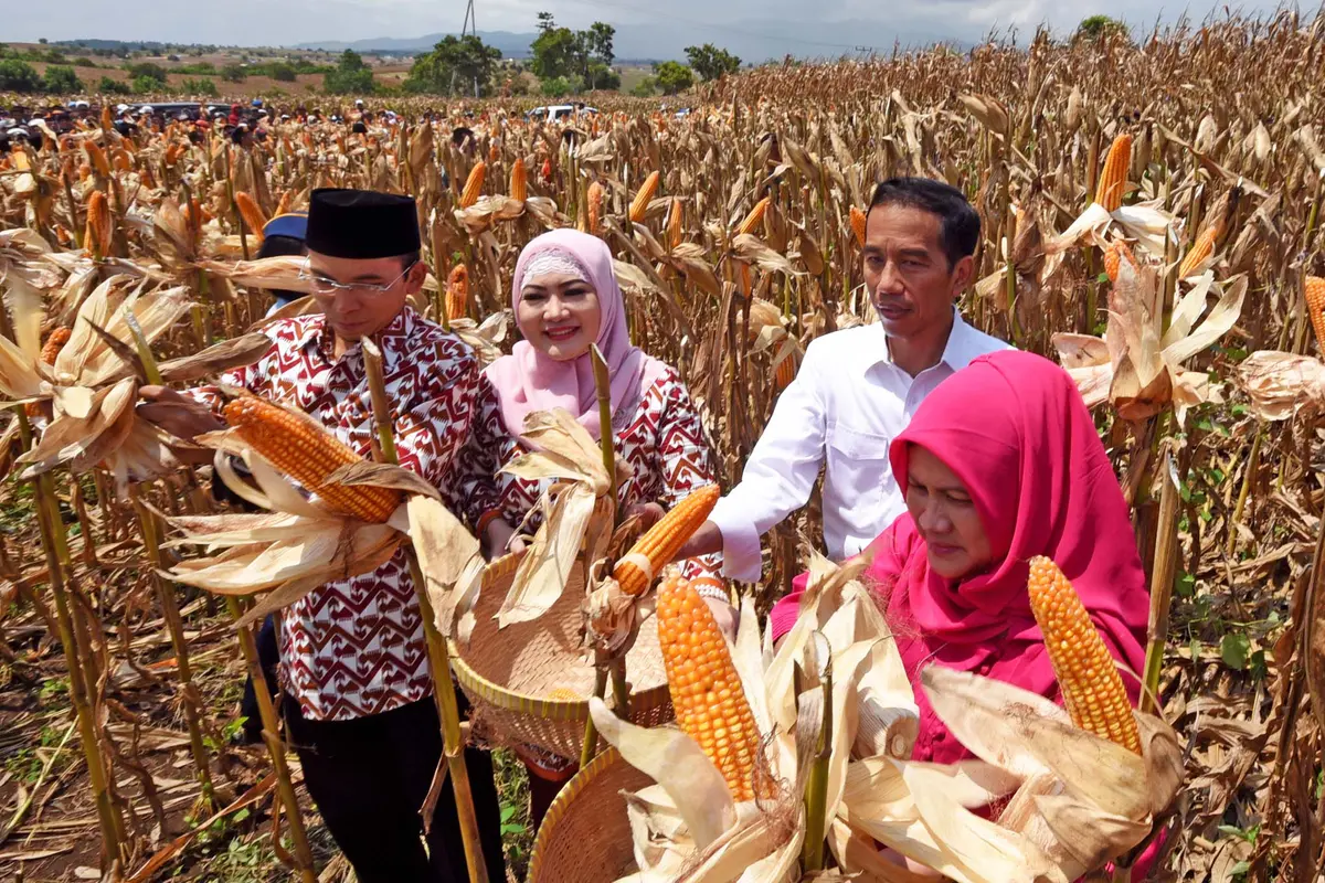 Presiden Jokowi Hadiri Panen Raya Jagung di NTB