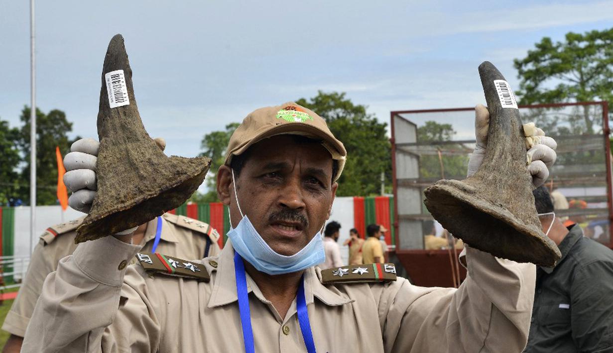 Seorang pejabat hutan menunjukkan cula badak sitaan sebelum dibakar pada tungku untuk menandai Hari Badak Sedunia dekat Taman Nasional Kaziranga, Bokakhat, India, 22 September 2021. Pemerintah membakar ribuan cula badak tersebut di enam tungku raksasa. (Biju BORO/AFP)