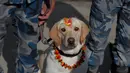 Personel kepolisian memberikan kalung bunga dan bubuk vermillion di dahi anjing polisi selama perayaan Tihar di Kathmandu, Minggu (27/10/2019). Festival ini merupakan bagian dari Festival Umat Hindu di Nepal, atau yang lebih akrab dikenal dengan sebutan Deepawali. (AP/Niranjan Shrestha)