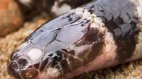 Bandy-bandy, spesies ular penggali, dianggap berisiko punah karena penambangan. (University of Queensland)