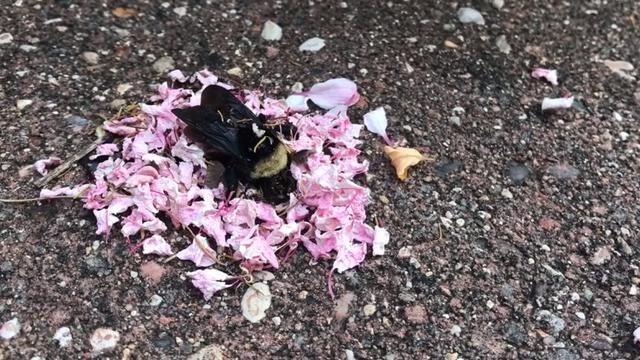 Viral, Video Semut Menguburkan Lebah Mati dengan Kelopak Bunga