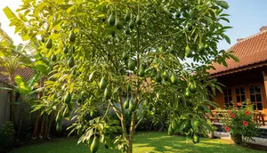 7 Pohon Buah yang Jarang Diserang Lalat Buah, Hasil Panen Lebih Optimal