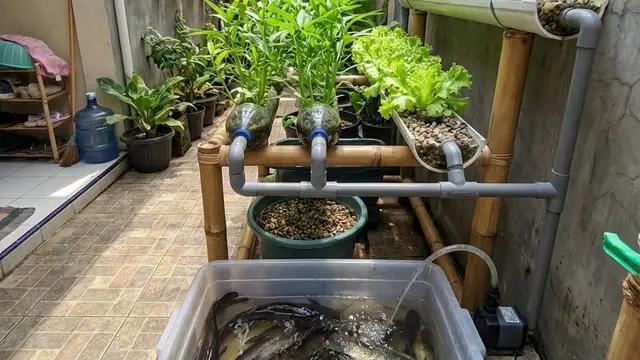Model Kebun Sayur Rumah Urban Farming