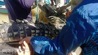 Akhir Tragis Nasib Buaya yang Ditangkap di Laguna Segara Anakan Cilacap