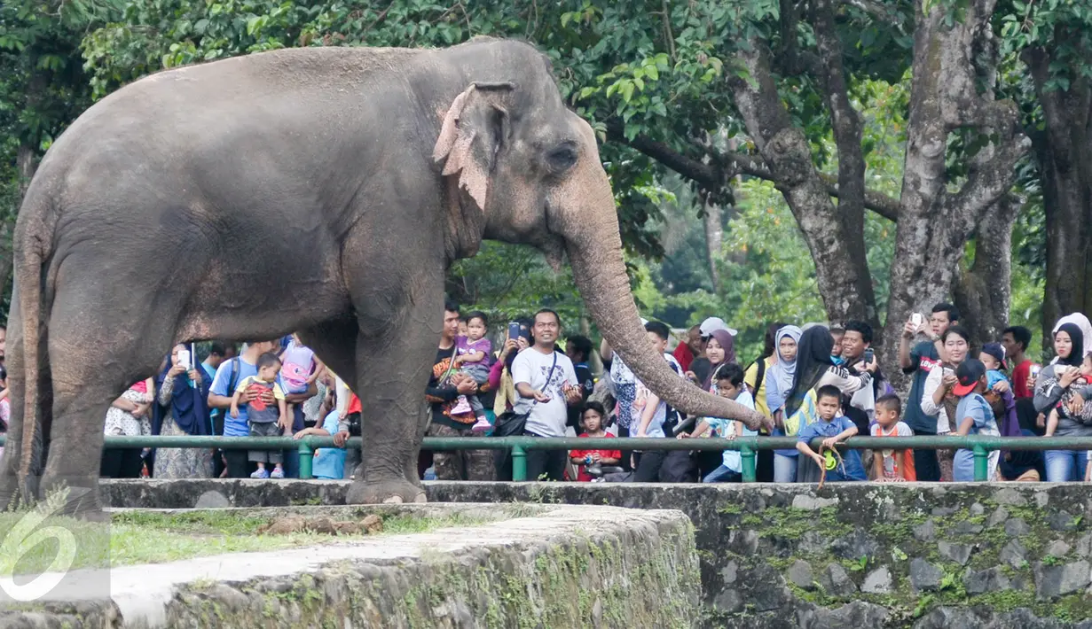 Sejumlah Warga melihat gajah di Taman Margasatwa Ragunan, Jakarta Selatan, Senin (24/4). Manfaatkan libur Isra Mi'raj, warga ajak keluarga liburan di Taman Margasatwa Ragunan. (Liputan6.com/Yoppy Renato)