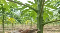 Tips Memilih Bibit Cangkok yang Bagus untuk Tanaman Buah
