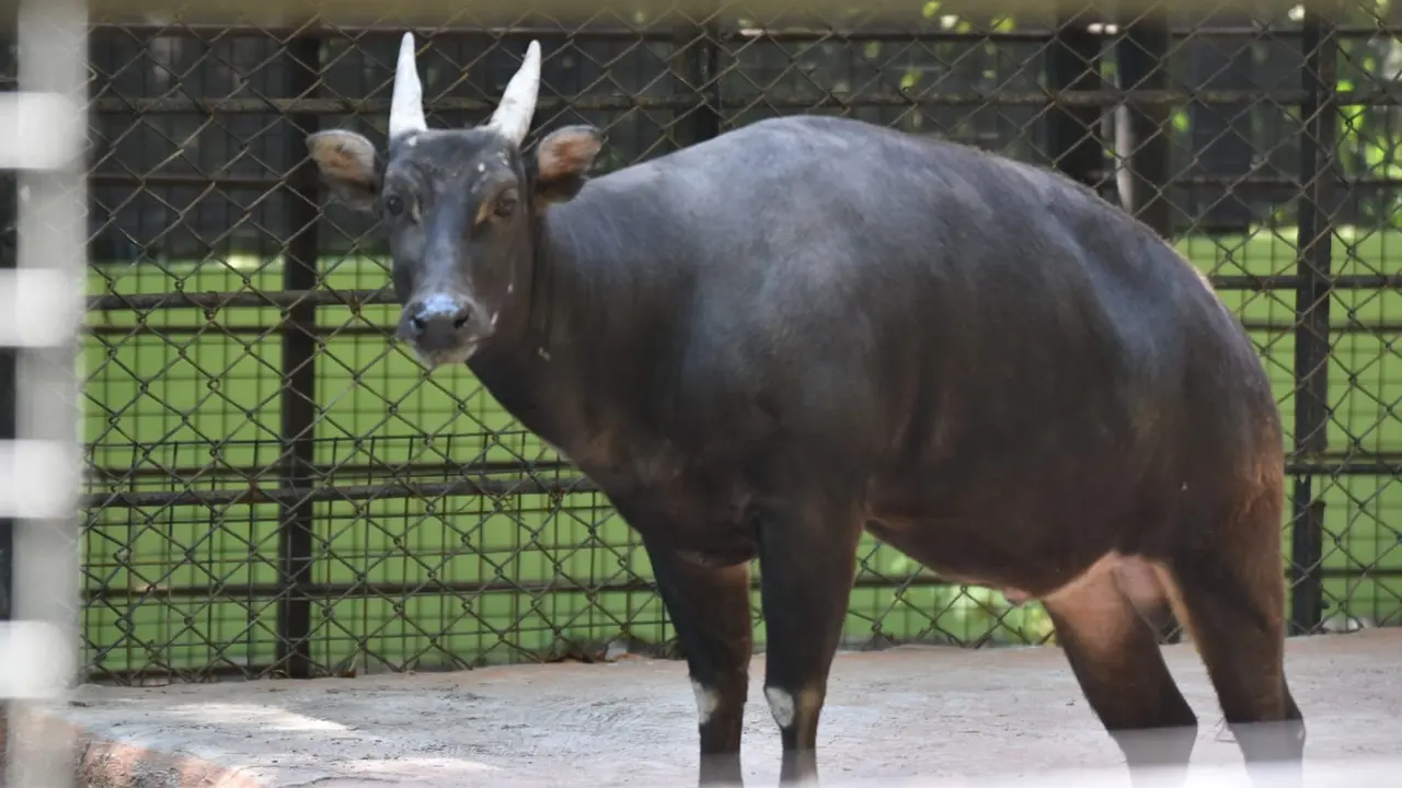 Anoa KBS mati. Diduga sakit karena karena sudah tua. (Dian Kurniawan/Liputan6.com)