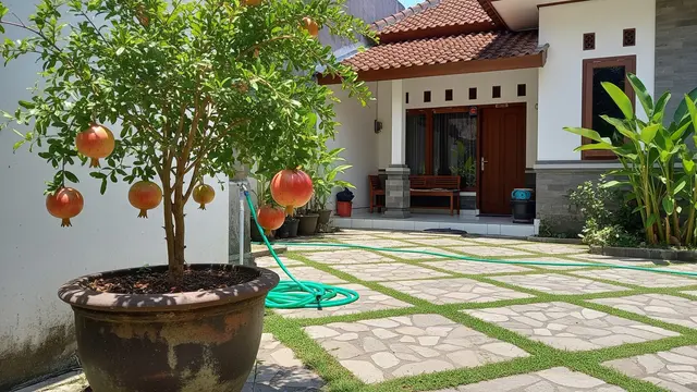 Jenis Pohon Buah dalam Pot yang Cocok untuk Halaman Kecil tapi Tetap Panen Banyak