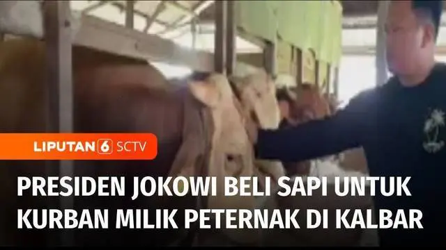 Sapi milik peternak di Kubu Raya, Kalimantan Barat, dibeli Presiden Joko Widodo untuk hewan kurban. Peternak melakukan perawatan khusus sampai menjelang Iduladha.