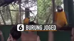 Burung itu nampak menggerak-gerakan badannya ke kiri dan ke kanan.