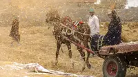 Seorang petani di atas kereta kuda di tengah sekam dari pabrik gandum di sebuah peternakan di provinsi Delta Nil al-Sharqia, Mesir, Rabu (11/5/2022). Mesir sedang mencoba untuk meningkatkan produksi gandum dalam negeri karena perang di Ukraina telah tegang pasokan gandum internasional. (AP Photo/Amr Nabil)