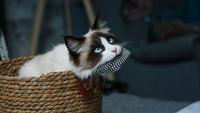 5 Large Cat Breeds That Act Like A Dog