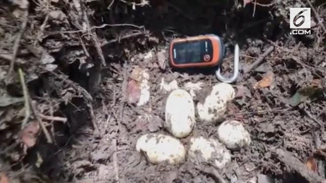 Populasi buaya Siam di seluruh dunia tinggal 410 ekor saja.