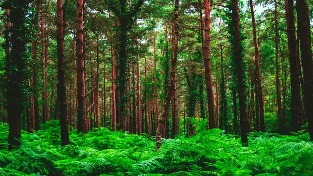 Hutan Pinus