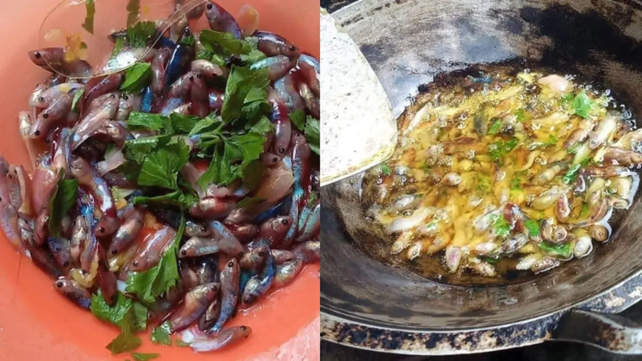 Ikan cupang digoreng