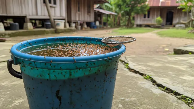 Ternak Ember yang Belum Banyak Pesaing dan Jarang Dilirik Tapi Omzetnya Menjanjikan